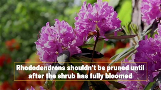 Plants that you shouldn’t prune in early spring