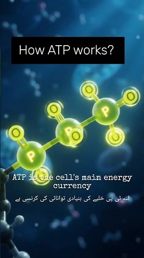 ATP Explained: The Tiny Energy Currency Powering Your Body ⚡ | How Cells Get Energy