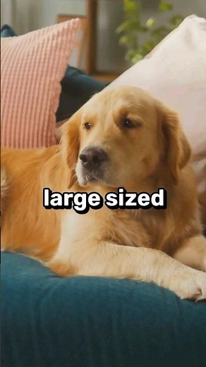 6 Best Lazy Big Dog Breeds For Laid Back Owners 🐶💤 #shorts #dog #dogs #pet #pets