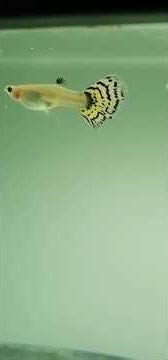 Colorful Guppies in My Aquarium | Peaceful Fish Moments