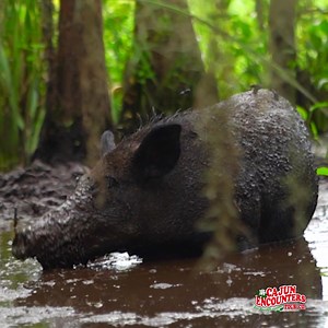 40K views | Take a New Orleans swamp tour of the famous Honey Island Swamp with Cajun Encounters. You’ll glide through gator territory on a small, flat-bottomed boat and hear all about the swamp and its natural inhabitants from our local, expert captains. Book your tour online today! | Cajun Encounters Tour Company | Facebook