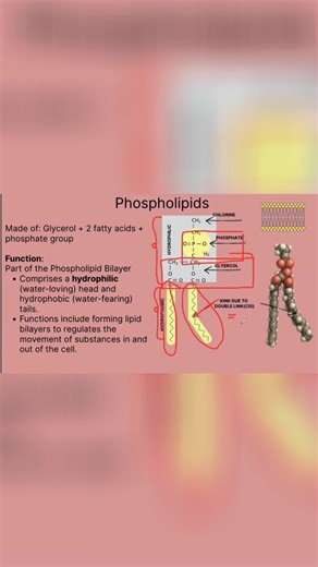 Phospholipid Bilayer: Structure & Function Explained Our explanation of phospholipid bilayers. The hydrophilic and hydrophobic properties are key to cell membrane function. We explore how these unique characteristics enable cells to interact with their environment. #CellBiology #Phospholipids #CellMembrane #BiologyExplained #Hydrophobic #Hydrophilic #ScienceFacts #CellStructure #Biochemistry #MolecularBiology