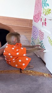 MODY Super Genius Teaching Mom The Easiest Way To Open Drawer | The Judy Family