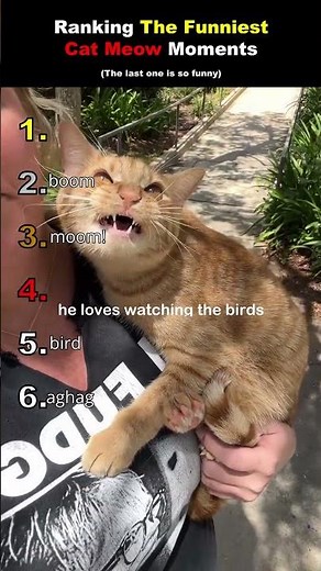 trying not to laugh at these cat meows challenge #catsoftiktok #funny