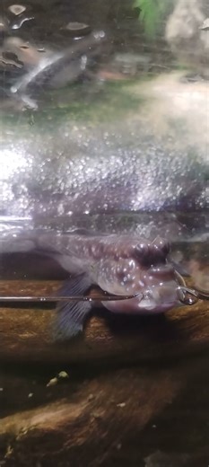 African mudskippers at the Oklahoma Aquarium pt 2