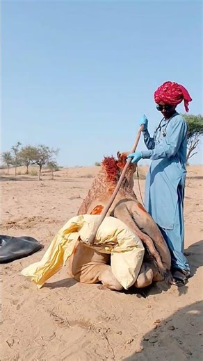 شاب يحاول رفع الجمل لكنه متعب ولا يستطيع الوقوف #الجمل#انقاذ_حيوان#الصحراء 🐪
