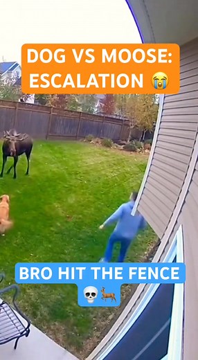 Backyard beef went full-speed unhinged. Dog barking, owner yelling, moose hitting the eject button straight into the fence. #moose #dog #backyardchaos #ringcam #cctv #wildencounter #viralreels #animalsdoingthings #funny #suburbanlife #unexpected #lol #moosemoment #dogtok #homeownerlife #chaosenergy #caughtoncamera #natureiswild #omg #fencemoment | Ring Cam Videos