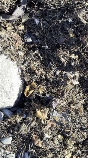 Wrack Showing Flies and Mixed Debris