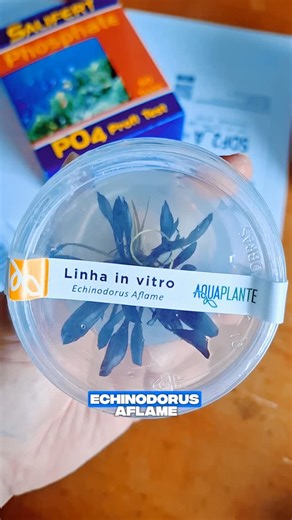Flora e Fish Aquários on Instagram: "🌿 Echinodorus Aflame Aquaplant 🌿 Já disponível aqui na Flora&Fish! Garanta a sua pelo site ou faça sua encomenda conosco. Além de ser uma planta imponente e muito ornamental, a Echinodorus Aflame traz diversos benefícios para o seu aquário: ✅ Melhora a qualidade da água! ✅ Ajuda no controle de algas ✅ Libera oxigênio, contribuindo para um ambiente mais saudável ✅ Oferece abrigo e reduz o estresse dos peixes ✅ Ideal para aquários plantados, sendo destaque n