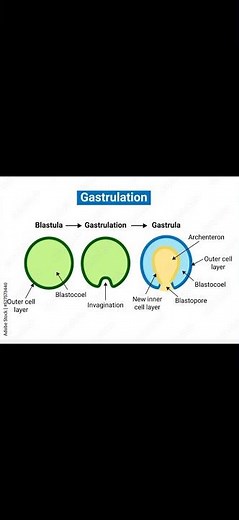 Gastrulation