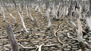 Destruction mangrove forest scenery, destruction mangrove forest is an ecosystem that has been severely degraded or eliminated such as habitat, and pollution, take care of the mangrove forest.