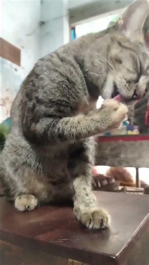 A kitten washing its face.