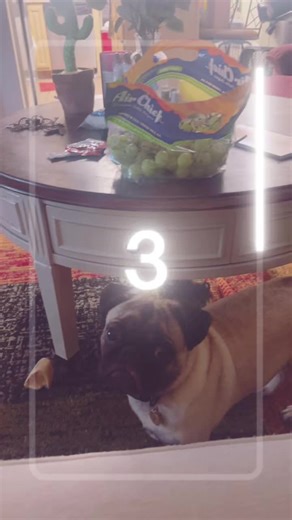 Nikki_1980_LSU (@nikki_1980_lsu)’s videos with Muppet Show Theme - muppetational