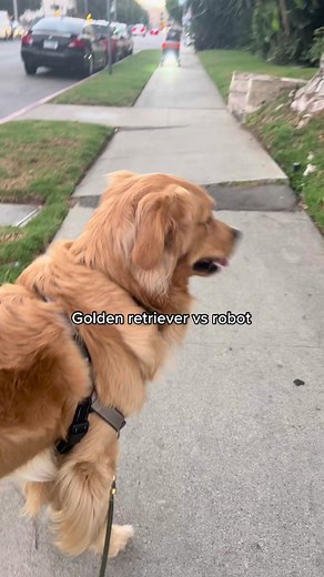 Adorable Golden Retriever Interacts with Robot | Funny Dog Video
