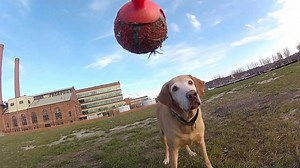 This Labrador Retriever Is Crazy About Balls!