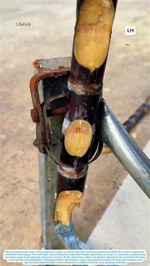 Sugarcane Bud Peeling Tool for Faster Sprouting