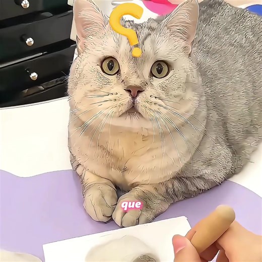#tiktok #cat #pet
