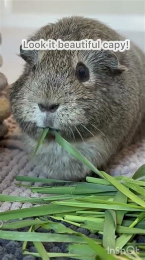If you’re looking for a pet, grab a guinea pig but adopt them don’t buy guinea pigs from pet stores