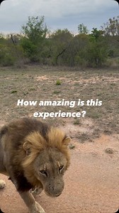 How amazing is this experience? The feeling you get when an adult male lion walks past your vehicle and stops for a brief moment is unreal. The Black dam males are impressive looking lions no doubt. #wildlifesafari #africansafari #safari #africanwildlife #safariexperience #wildlifephotographer #wildlifeofafrica #lion #wildestafrica #wildlifeseekers #morefamilycollection #monwanagamelodge | Francois Fourie