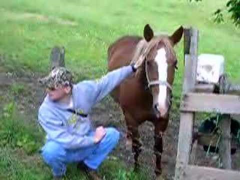 Horse Bite