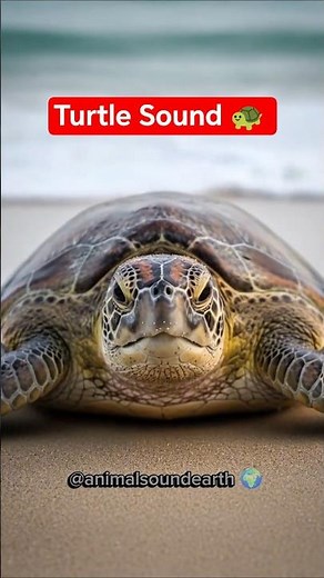 Turtle Loud Hiss on the Beach #animalsounds #turtle