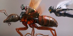 From deadly jaws and enormous strength to mushroom farming, Ant-Man is only tapping into a portion of the real superpowers of ants