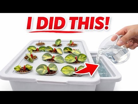 DIY Self-Watering System + Hoya Propagation | Easy Method That Works