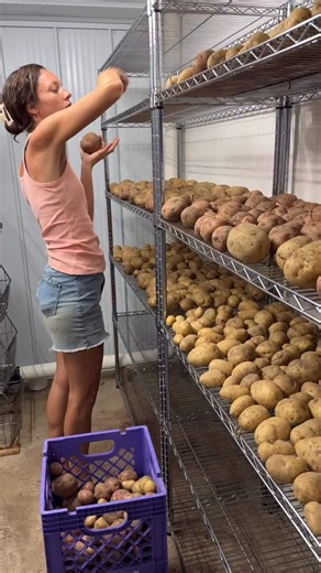 Michelle Knox on Instagram: "If you actually went to the grocery store and filled your cart with all the food that you would need for an entire year, you might just be surprised.😄 #Homesteading #OrganicGardening #FoodSecurity #FoodPreservation #Herbalism #GrowYourOwnFood #SelfSustainable #Self-sufficiency #MoreThanFarmers #FoodIndependence #RealFoodMovement"