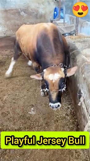 Playful Jersey Bull 🔥❤️👉 || চঞ্চল জার্সি ষাড় #জার্সিষাড় #jerseybull #angrybull #shortvideo