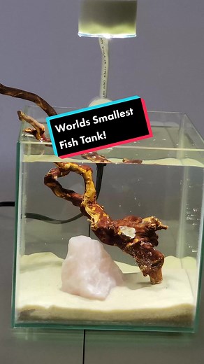 Worlds Smallest Fish Tank for Betta!