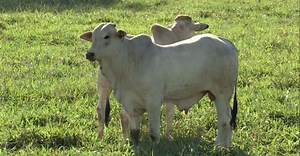 Invernista de boi: estes 4 indicadores vão fazer a sua fazenda ganhar muito dinheiro