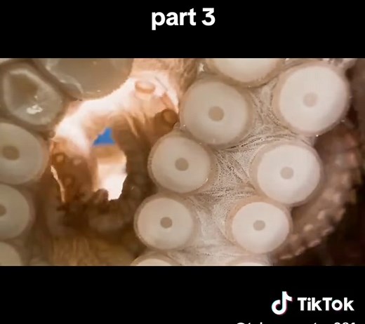 Mark Rober's Amazing Experiment with a Giant Octopus