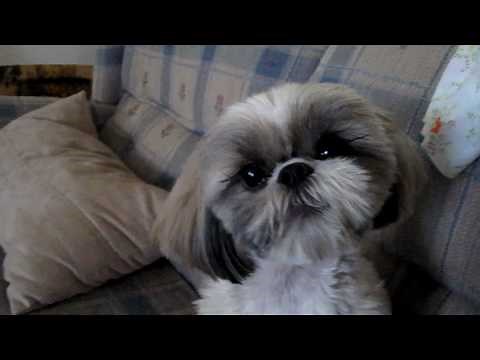 Molly Our Singing Shih Tzu