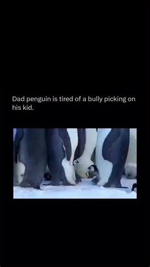 In the frozen heart of Antarctica, an Emperor King penguin dad stands guard. 🐧❄️ After the female lays a single egg, she heads to sea to feed — and the father takes over completely. He endures the brutal winter without eating, surviving on stored body fat while incubating and later feeding his chick. But cold isn’t the only danger. Opportunistic bullies will try to steal food — even a chick. That’s why this dad’s firm stance and sharp defensive nips matter. His baby’s survival depends entirely 