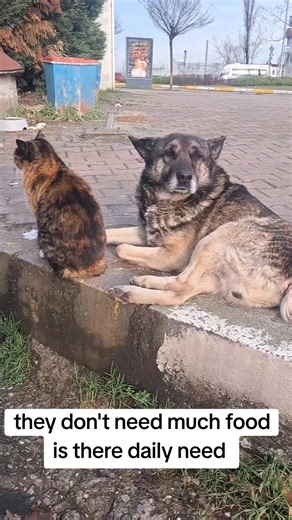 I’m on a mission to feed the stray animals in our neighborhood, but I need some teammates! 🐶🐱 ​Running low on food supplies and would love any donations of pet food or even leftovers that are safe for animals. No contribution is too small. Who’s in to help me keep these tails wagging?