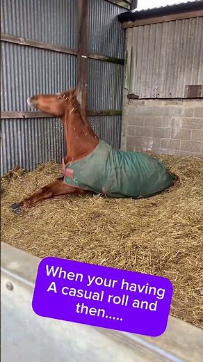 Roll, shake, leap — morning routine complete ✅ #horse #equestrianjourney #equestrian