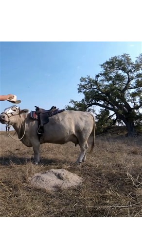 🐮My cow loves dressing up for Halloween. Dressing her up gets a little more complicated 😆🎃💀 | Cattle Tricks 101