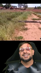 Sucuri-verde grandona, Eunectes murinus, em Bataguassu MS #biologohenrique #animais #biologo | Biólogo Henrique o Biólogo das Cobras