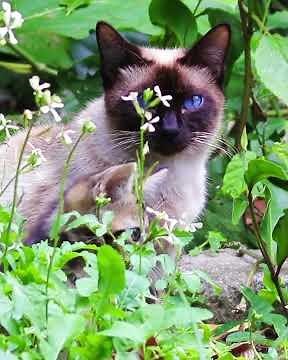 Realistic Cat Meowing for Your Pet 😸