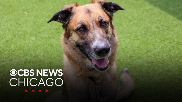 Meet Oso, PAWS Chicago's Pet of the Week