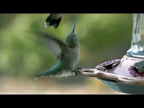 Birds chirping and cicadas chirping (Relaxing music)