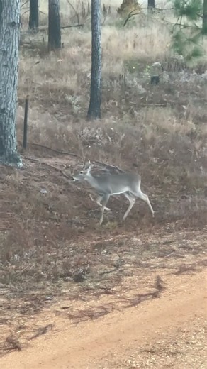 On the road again #wildlife #deer #deerseason #arkansas #nature #deerhunting #deerhunt #hunt