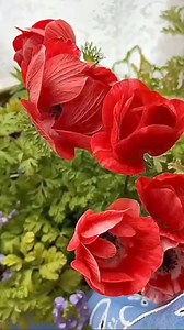 1.3K views · 45 reactions | #FlowersforYou | Flowers for You | Facebook