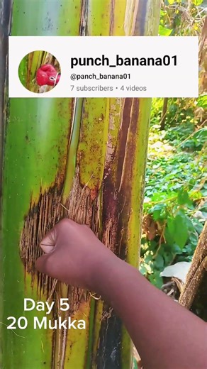 Day 5 : 1 Subscriber = 5 Punch 🥊 Banana Tree Challenge! 🍌 Subscribe to add a hit! #shorts #viral