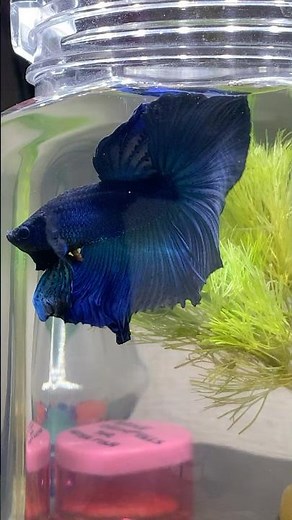 How betta fish poop #bettafish #fishkeeping #hobby #poop