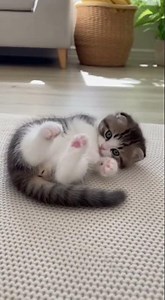 "Wait... Is this MY paw?!" 🐾Absolutely Adorable Baby!🐾 #kitten #cat#shorts