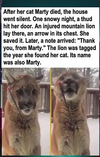 A Touch of Fate: Woman Saves Injured Mountain Lion Sharing Her Late Cat's Name