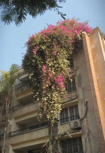 Exploring Maadi: A Morning Stroll Through Cairo's Charming Neighborhood