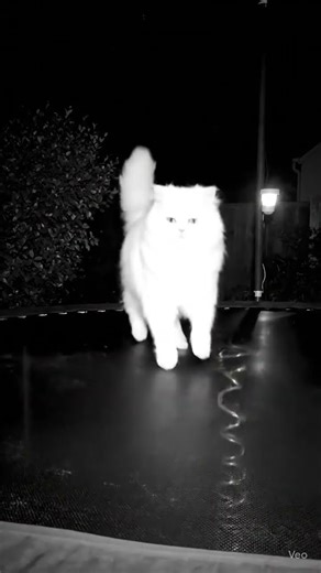 Caught on Camera: Cat Bounces Alone at Midnight 🐱🎥🌙#nightvision #camera #trampoline #cat #caught