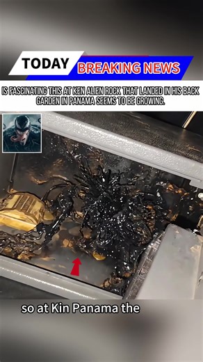 Fascinating Alien Rock Discovered in Panama Garden